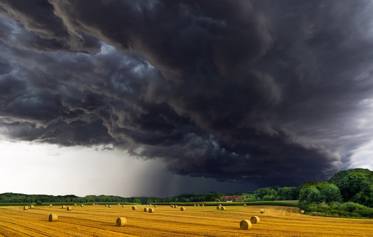 Gros orage au dessus d'un champ de blé